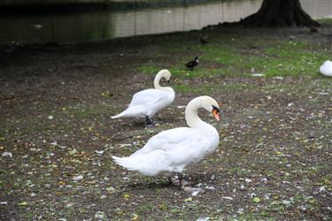 Beguinage (Begijnhof)