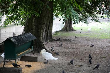 Beguinage (Begijnhof)