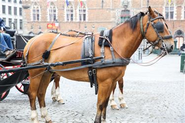 Bruges Horse Carriages