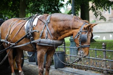 Bruges Horse Carriages