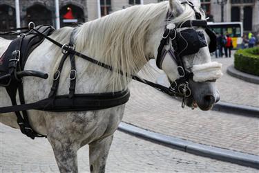 Bruges Horse Carriages