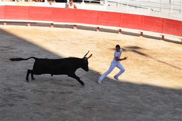 Camargue Races