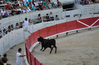 Camargue Races