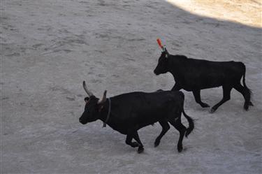 Camargue Races