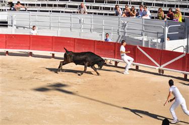 Camargue Races