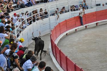 Camargue Races