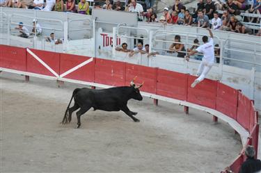 Camargue Races