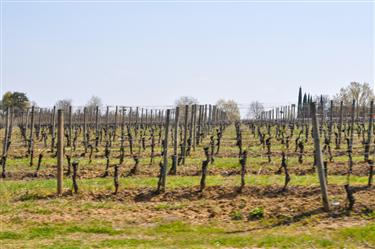 Poliziano Winery