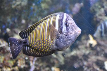 Sea Life London Aquarium