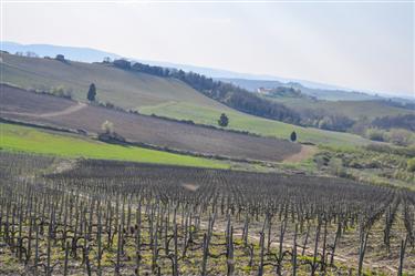 Tuscan Countryside, Tuscany, Italy