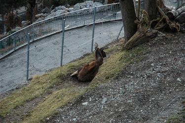 Zoo Salzburg