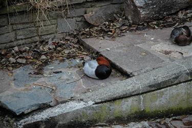 Zoo Salzburg