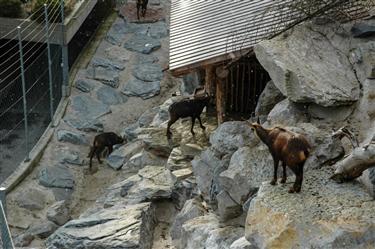 Zoo Salzburg