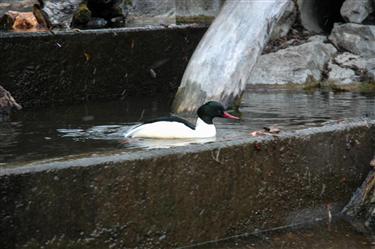 Zoo Salzburg