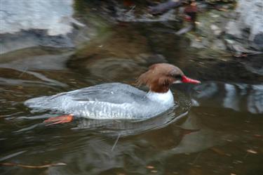 Zoo Salzburg