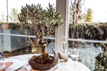 Caramelized crunchy olives hanging from a Bonsai olive tree